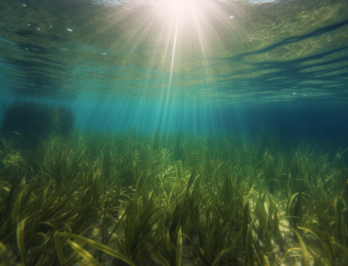Unlocking the Power of Seagrass Meadows, A Key Ally in the Fight Against Climate Change