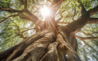 Huge Tree