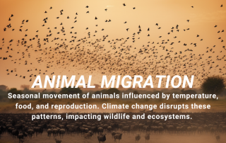 animal migration