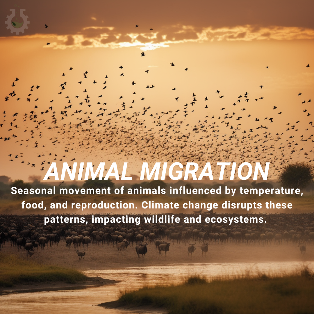 animal migration