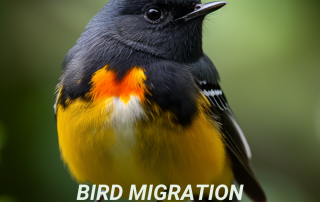 Climate Change Bird Migration