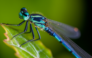 damselfly