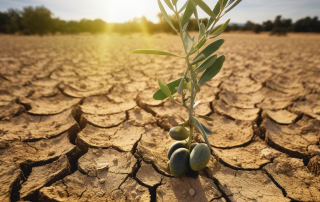 Climate Change and Olive Oil