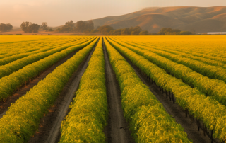 California Climate Disclosure