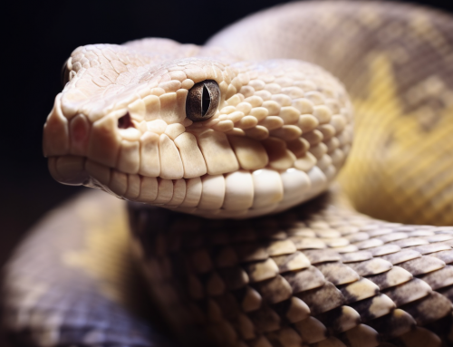 Python Farming – An Unexpected Solution to Global Food Sustainability and Ecological Challenges