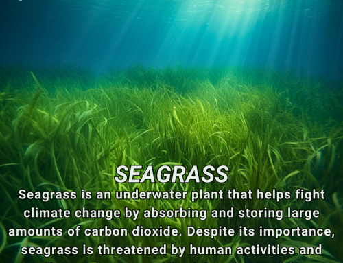 Climate Change Poster Collection of the Day – Seagrass