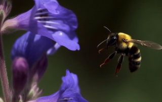 Bumblebees Battling Global Warming - Survival in a Heating World