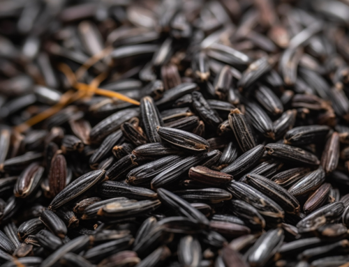 Manoomin – Protecting Sacred Wild Rice from Climate Change
