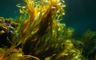 Underwater Kelp Forests