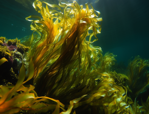Underwater Kelp Forests – A Sustainable Solution to Climate Change and Beyond