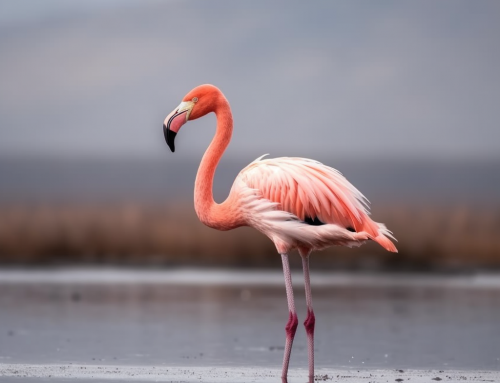 Saving Flamingos – Sustainability and Climate Resilience at Lake Natron