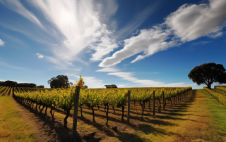 Climate Change and the Wine Industry - Challenges, Innovation, and the Silver Linings