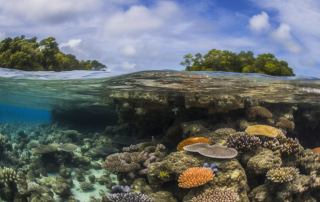 Ocean Acidification's Dire Impact on Coral Reefs - Papua New Guinea Study Insights