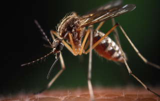 The CDC's New Rapid Test for Detecting the Anopheles Stephensi Mosquito Amid Climate Chang