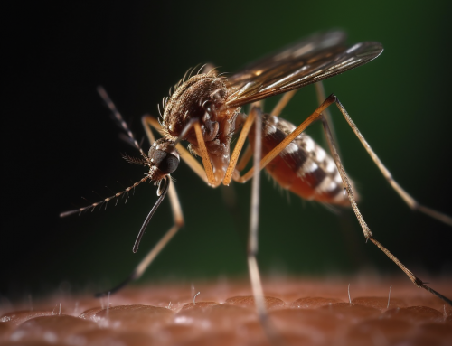 The CDC’s New Rapid Test for Detecting the Anopheles Stephensi Mosquito Amid Climate Change