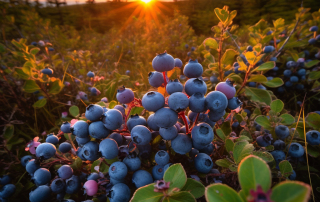 Challenges and Opportunities for Maine's Wild Blueberry Industry